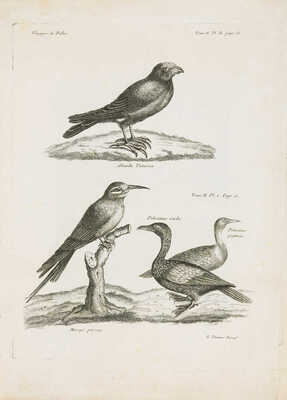 [Паллас П.С. Путешествие Палласа по разным провинциям Российской империи. Т. VI: Атлас]. Paris: Chez Maradan, 1793.